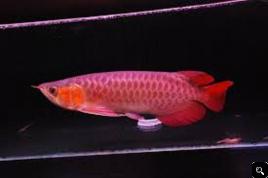 Suoer red rowana fishes and other for sale