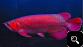 Top quality Grade AAA Arowana fishes from genuine breeders available on 