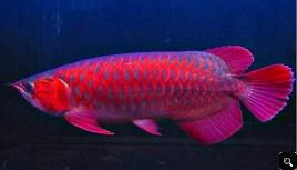 Top quality Grade AAA Arowana fishes from genuine breeders available on 