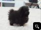 Amazing Pomeranian Puppies on sale  Contact (404) 448-2772