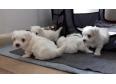  Maltese puppies available and ready to go