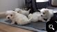  Maltese puppies available and ready to go