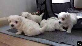  Maltese puppies available and ready to go