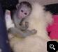 monkey babies and chimpanzee babies   