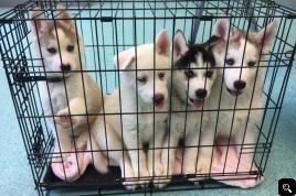  Happy energetic playful HUSKY puppies