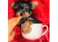 AKC YORKIE PUPPIES FOR SALE.....