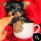 AKC YORKIE PUPPIES FOR SALE.....