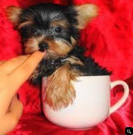 AKC YORKIE PUPPIES FOR SALE.....