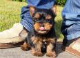 Male and Female Yorkie Puppies For Sale