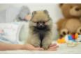 Teacup Pomeranian puppies for sale 