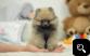 Teacup Pomeranian puppies for sale 