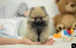 Teacup Pomeranian puppies for sale 