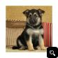 male German Shepherd for adoption