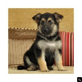 male German Shepherd for adoption