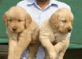 AKC GOLDEN RETRIEVER PUPPIES 8 weeks old