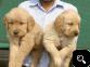 AKC GOLDEN RETRIEVER PUPPIES 8 weeks old