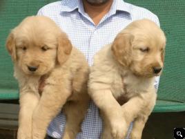 AKC GOLDEN RETRIEVER PUPPIES 8 weeks old