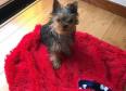 Magnificent Teacup Yorkie puppies Available.