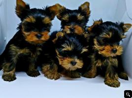 Mini Yorkshire terriers puppies for sale