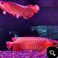 quality Super Red Arowana fishes for sale