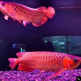 quality Super Red Arowana fishes for sale