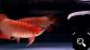 quality Super Red Arowana fishes for sale